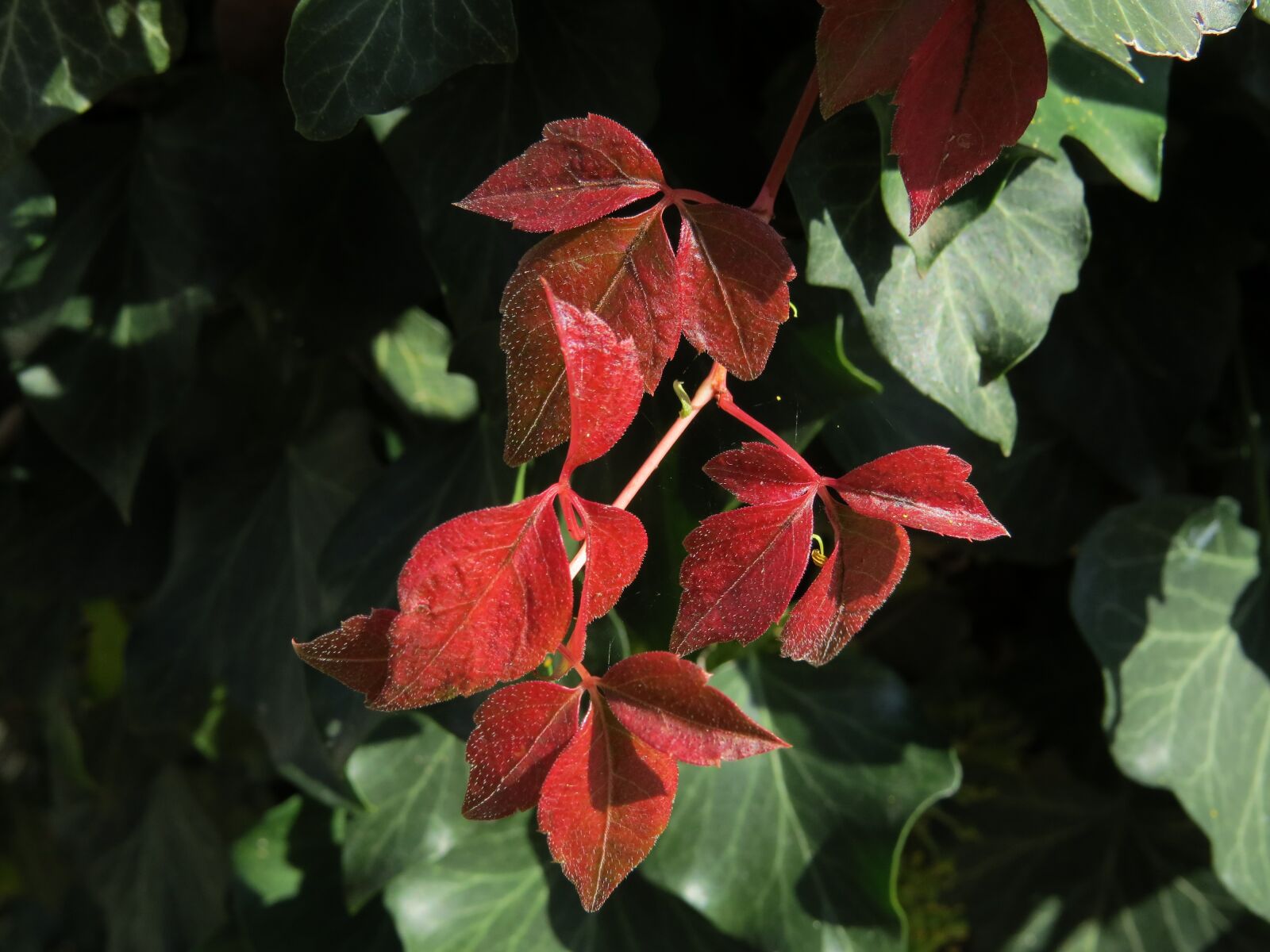 Canon PowerShot SX50 HS sample photo. Fall foliage, red, autumn photography