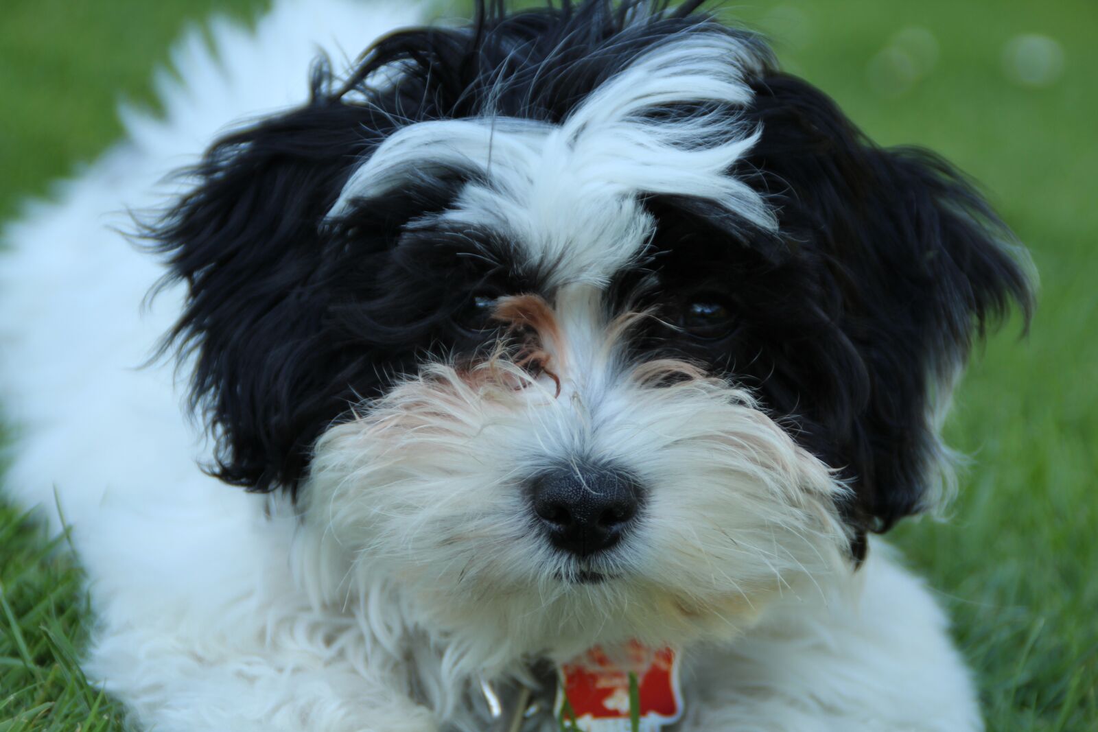 Canon EOS 1200D (EOS Rebel T5 / EOS Kiss X70 / EOS Hi) sample photo. Dog, puppy, cute photography