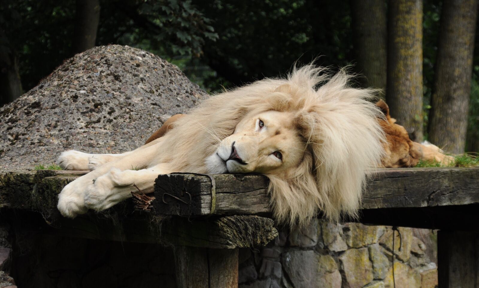 Nikon D5000 sample photo. Lion, males, mane photography