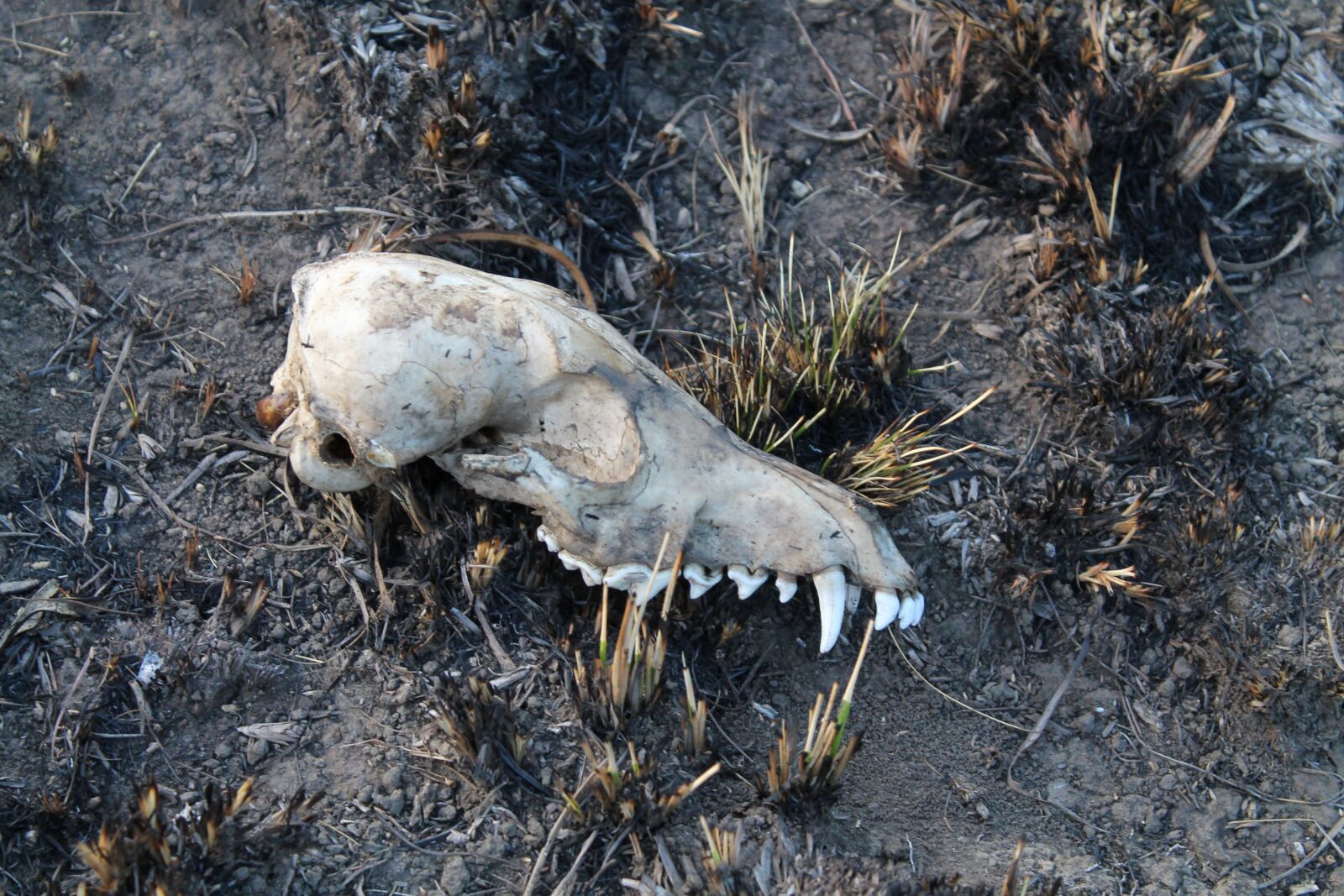 Canon EOS 1100D (EOS Rebel T3 / EOS Kiss X50) sample photo. Bone, skull, dead photography