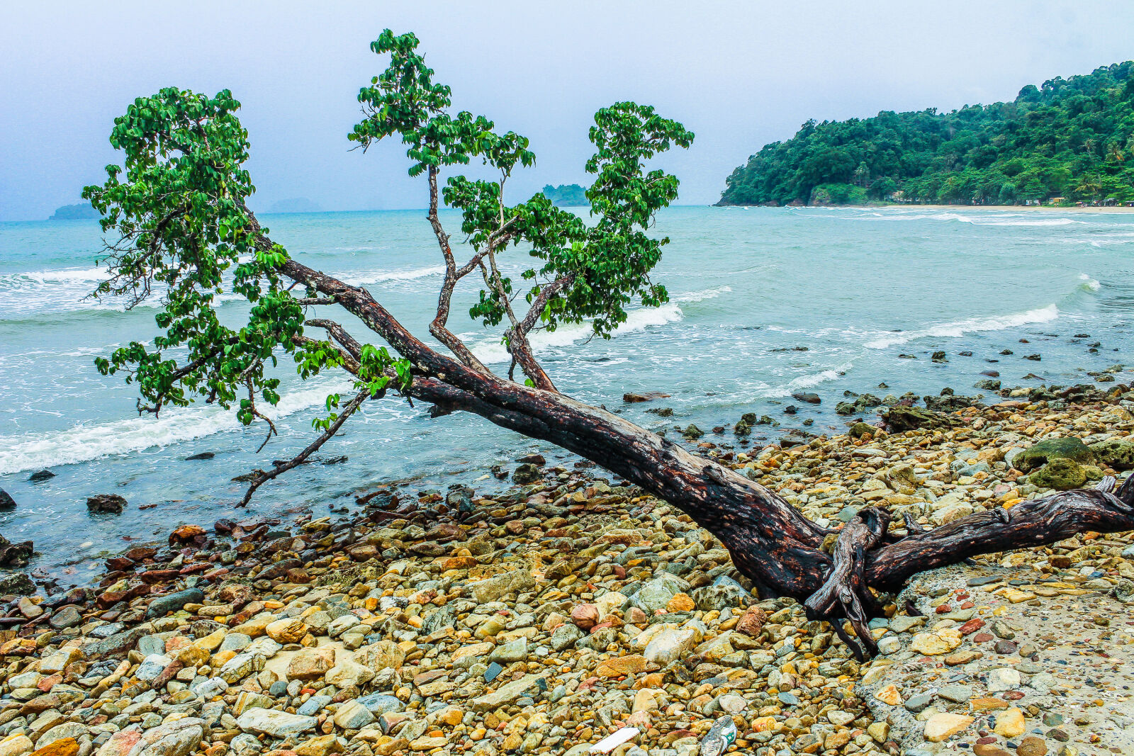 Canon EOS 650D (EOS Rebel T4i / EOS Kiss X6i) sample photo. Green, tree, beside, seashore photography