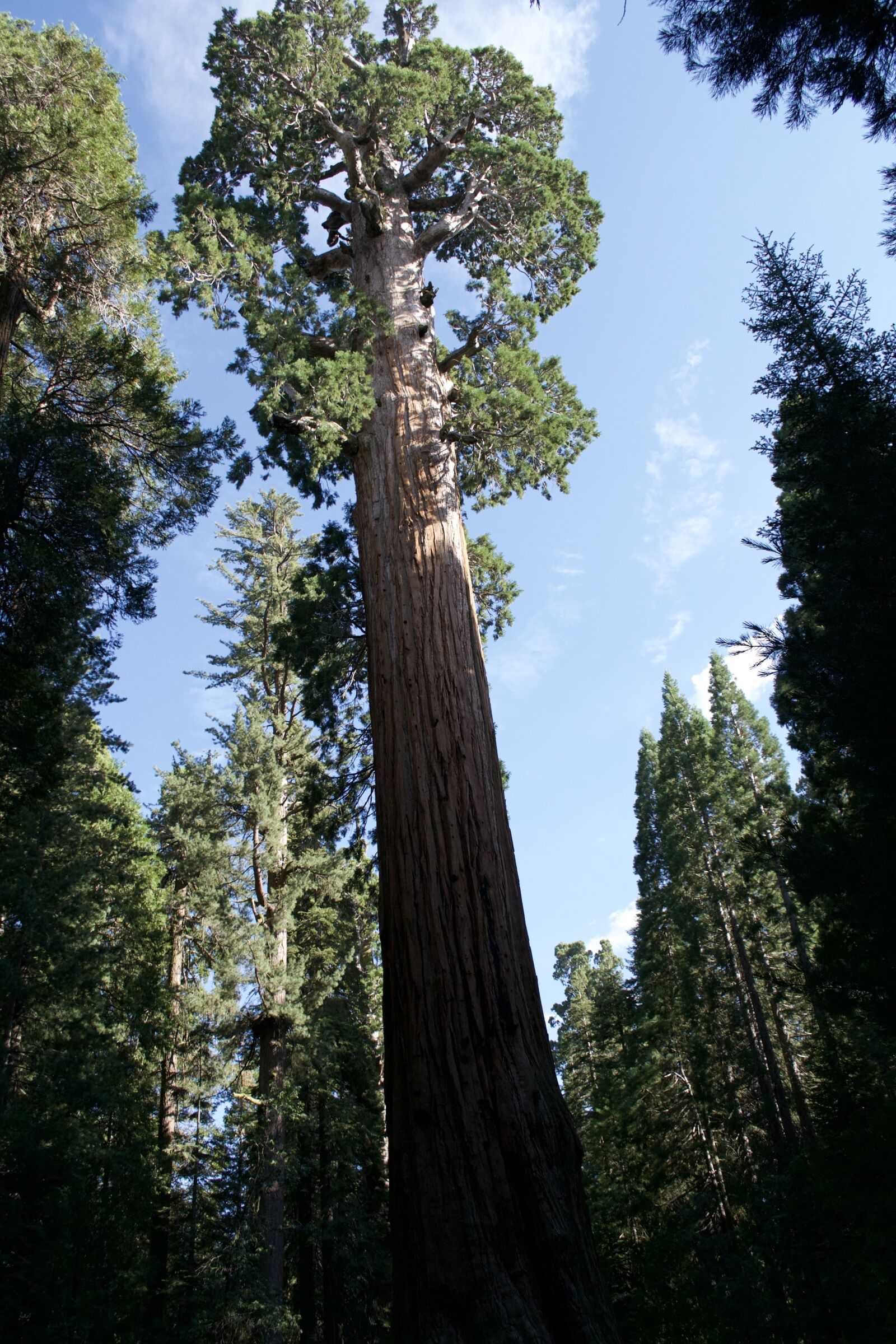 Nikon D3100 sample photo. California, sequoia, nature photography