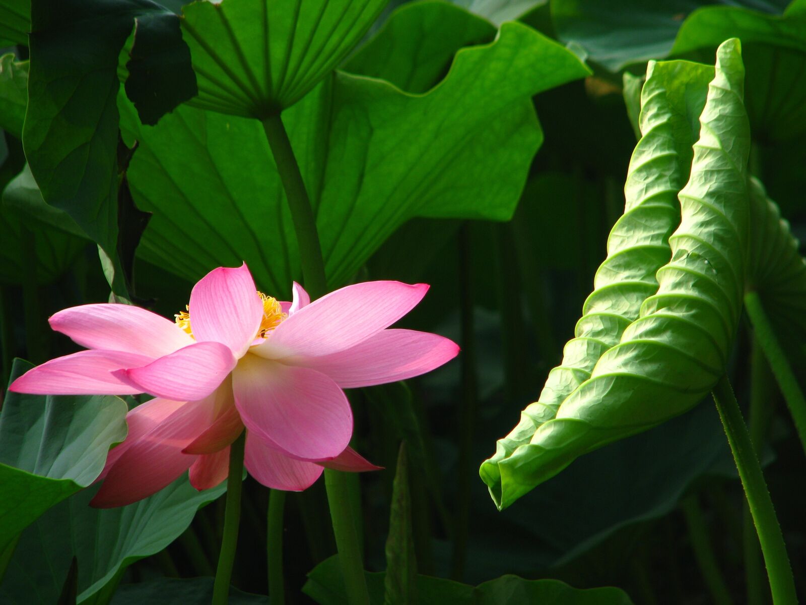 Canon POWERSHOT S5 IS sample photo. Lotus, pink red color photography