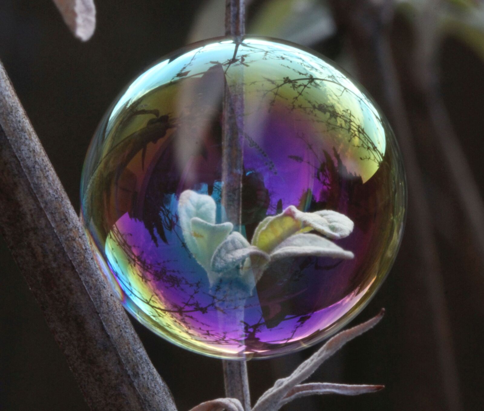 Canon EF 100mm F2.8L Macro IS USM sample photo. Soap bubble, light, reflection photography
