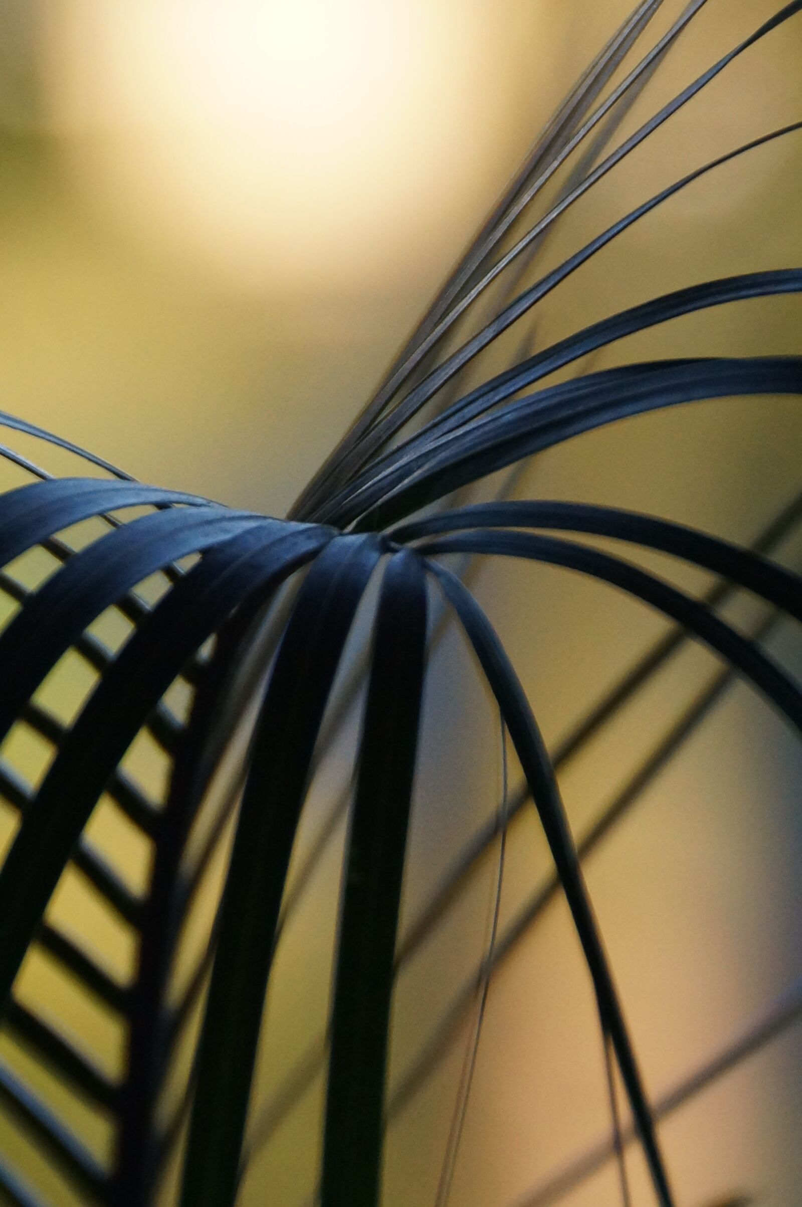 Sony DT 18-250mm F3.5-6.3 sample photo. Fonds, spikes, leaves photography