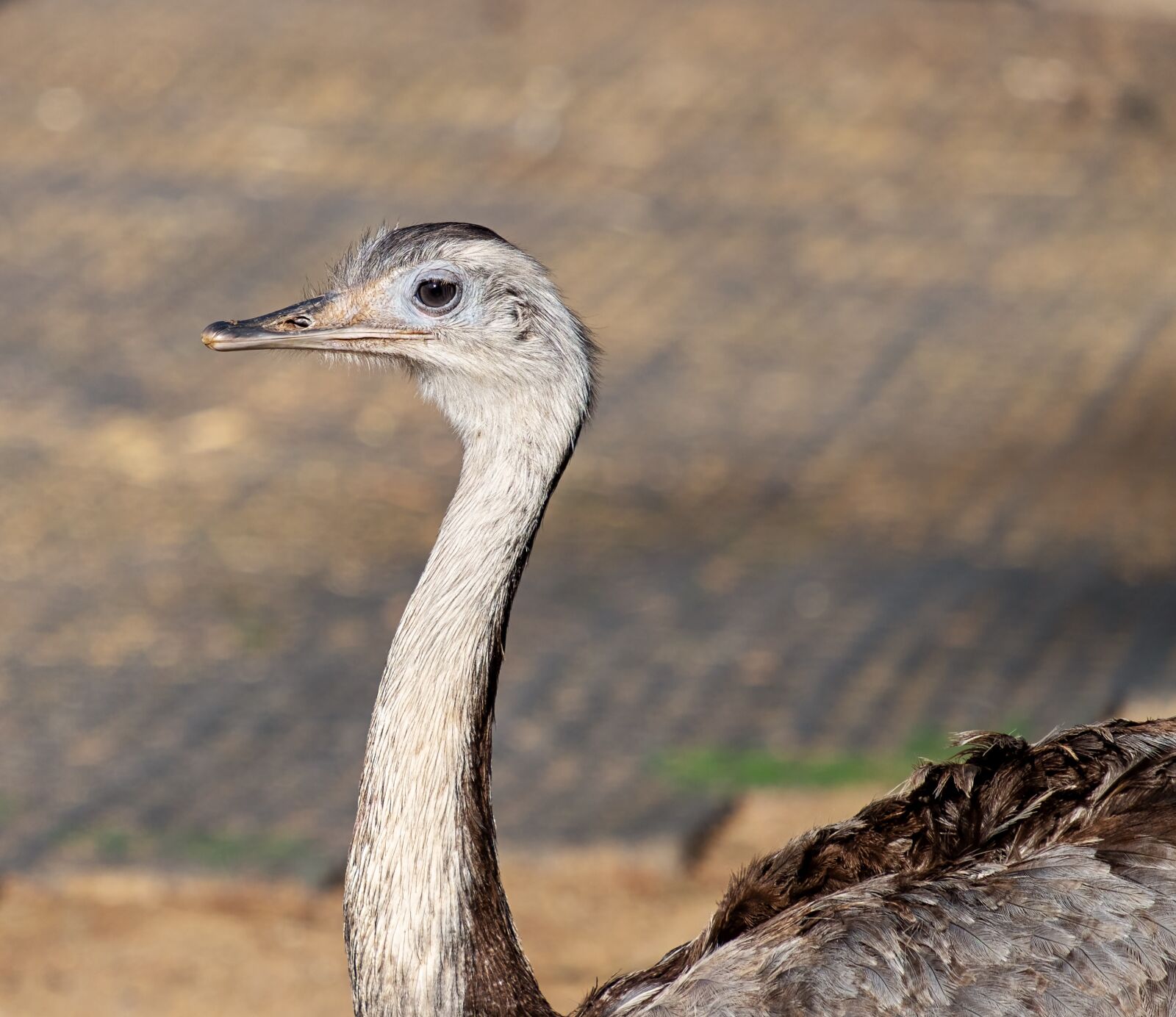 Fujifilm XF 55-200mm F3.5-4.8 R LM OIS sample photo. Rhea bird, big bird photography