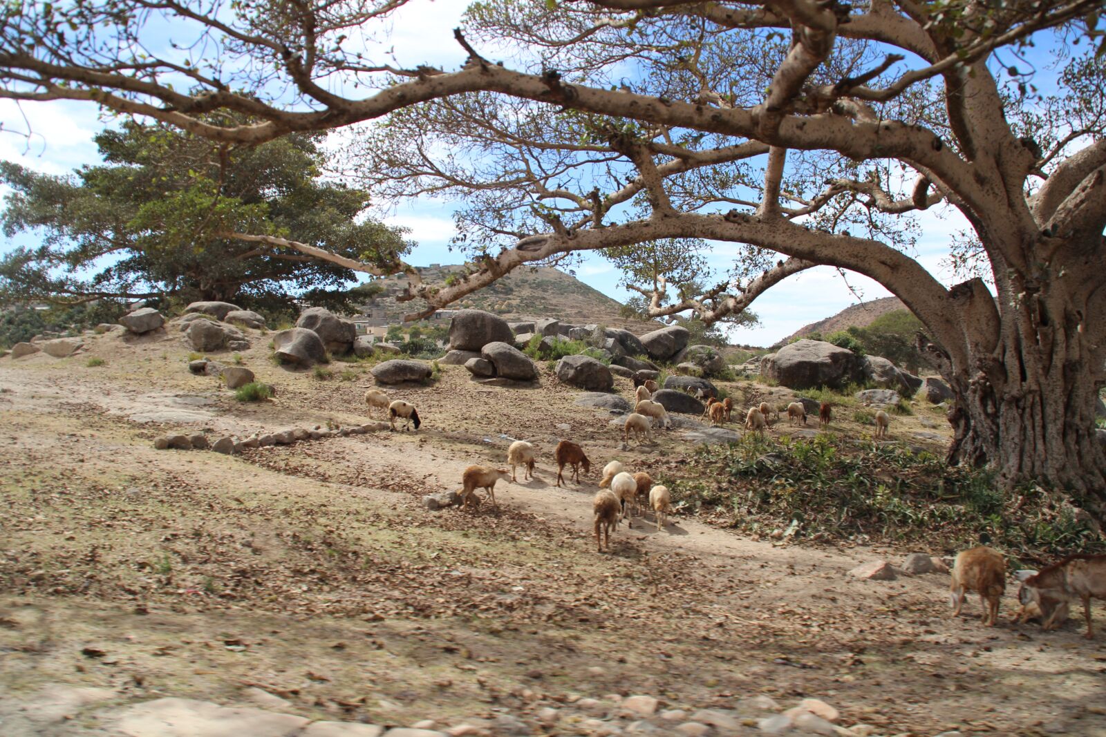 Canon EOS 600D (Rebel EOS T3i / EOS Kiss X5) sample photo. Africa, eritrea, african landscape photography
