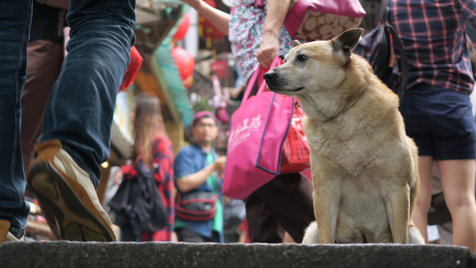 Canon PowerShot G7 X sample photo. People, street, mammal photography