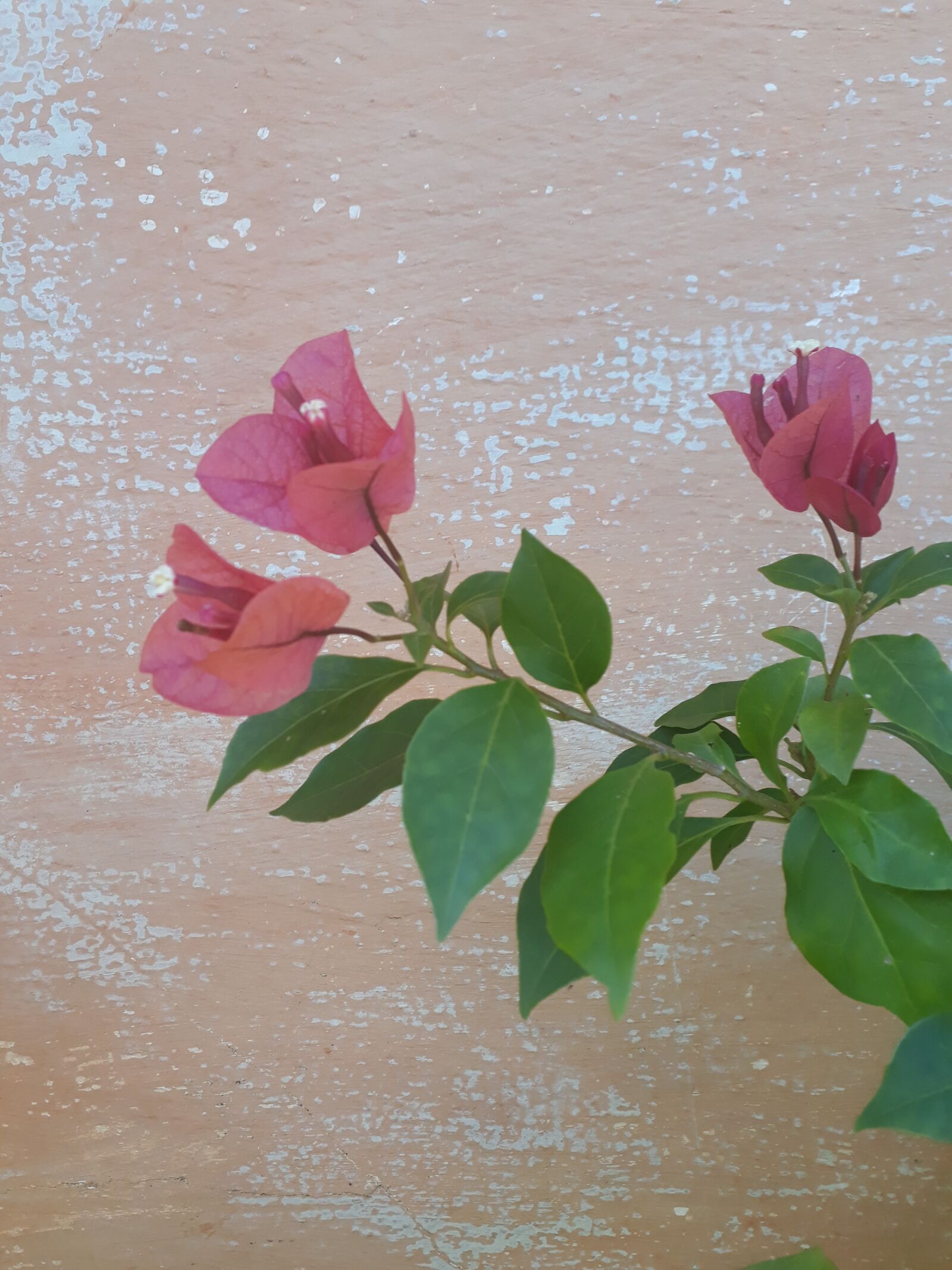 Samsung Galaxy J5 Prime sample photo. Flower, spring, flowers photography