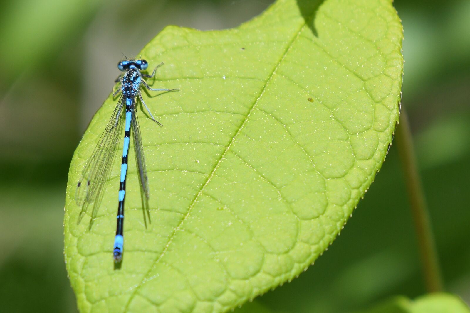 Nikon D500 sample photo. Dragonfly, insect, nature photography