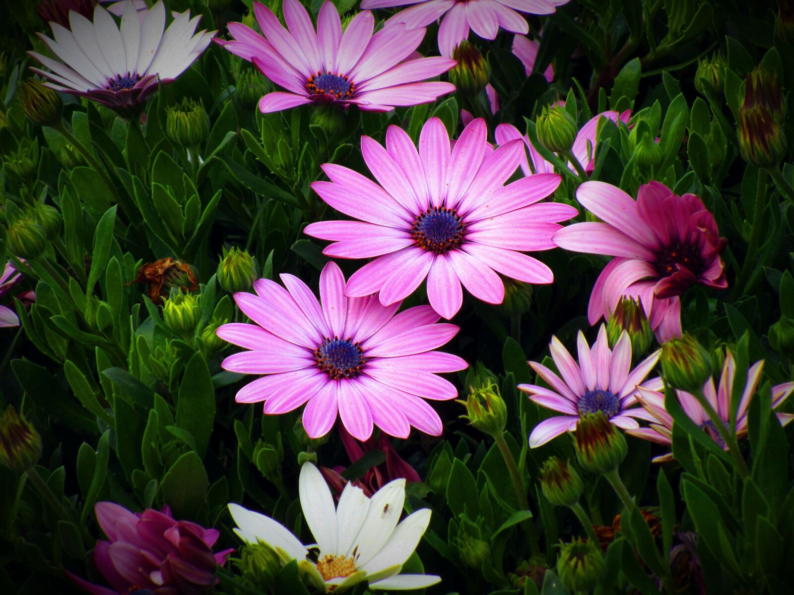 Canon PowerShot ELPH 150 IS (IXUS 155 / IXY 140) sample photo. Flower, garden, petal photography
