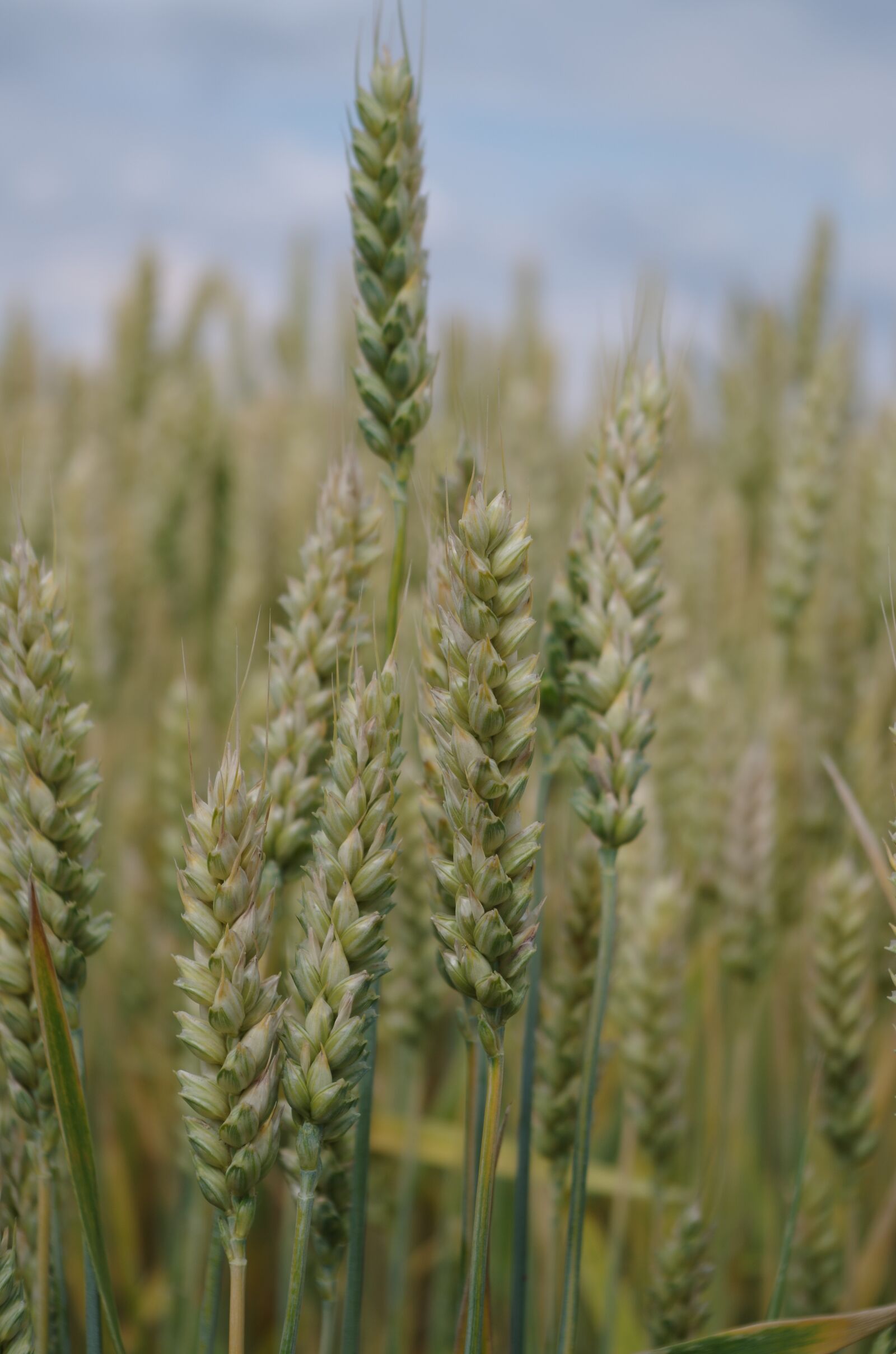 Pentax K-500 sample photo. The grain, field, barley photography