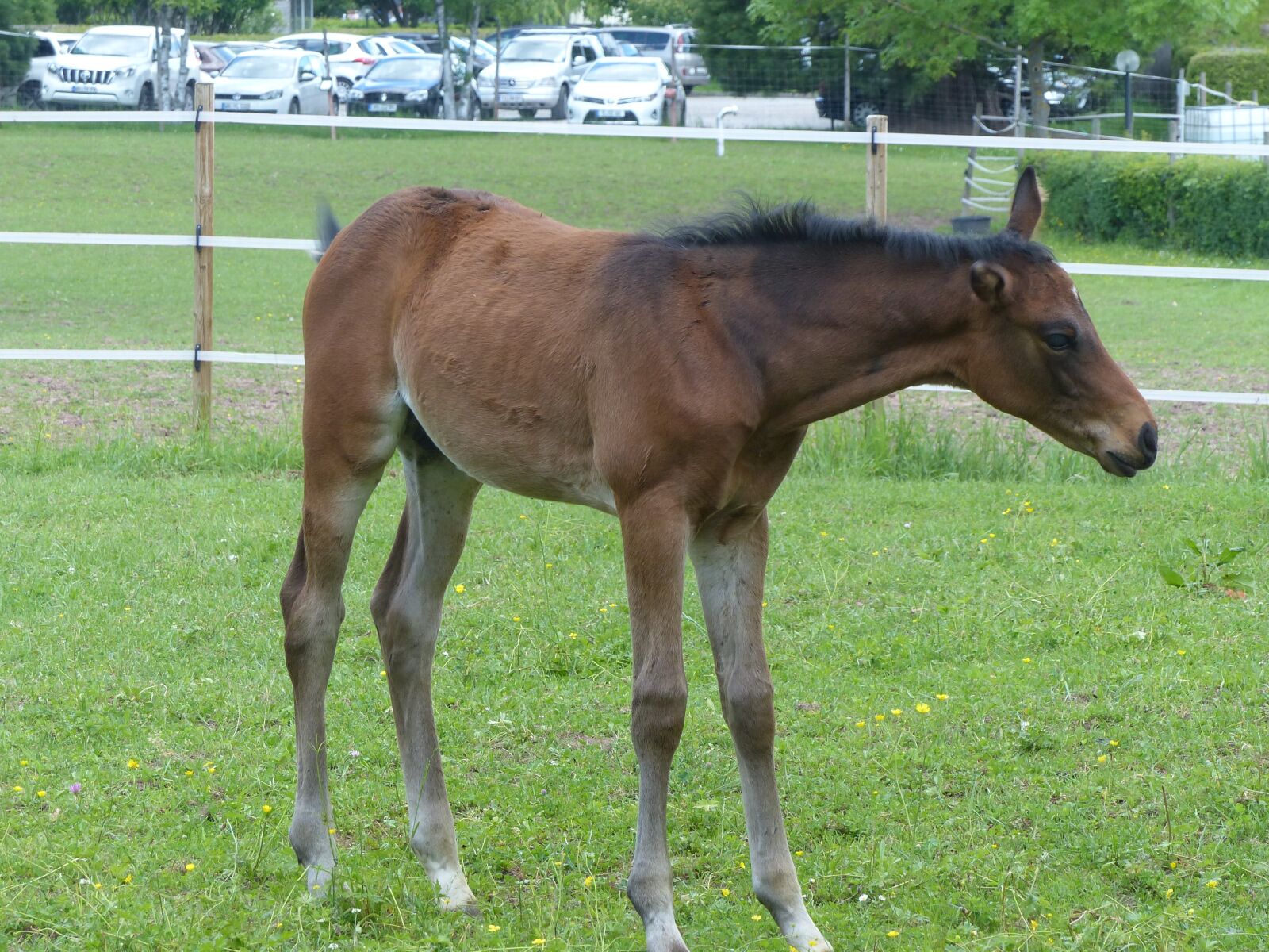 Panasonic Lumix DMC-FZ200 sample photo. Foal, coupling, pasture photography
