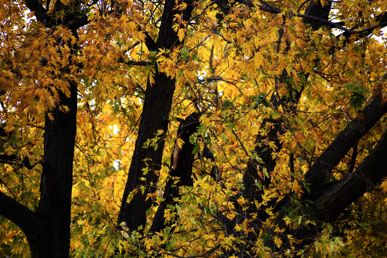 Nikon D3400 + Nikon AF-P DX Nikkor 70-300mm F4.5-6.3G sample photo. Autumn, colours, autumn, leaf photography