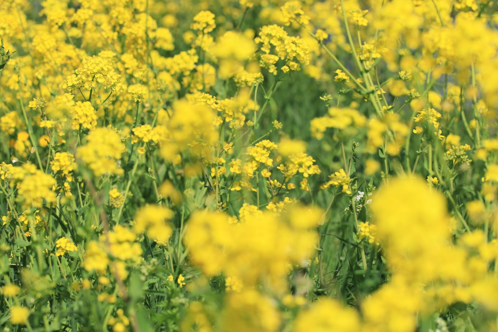 Canon EOS 80D sample photo. Rape or colza seeds photography