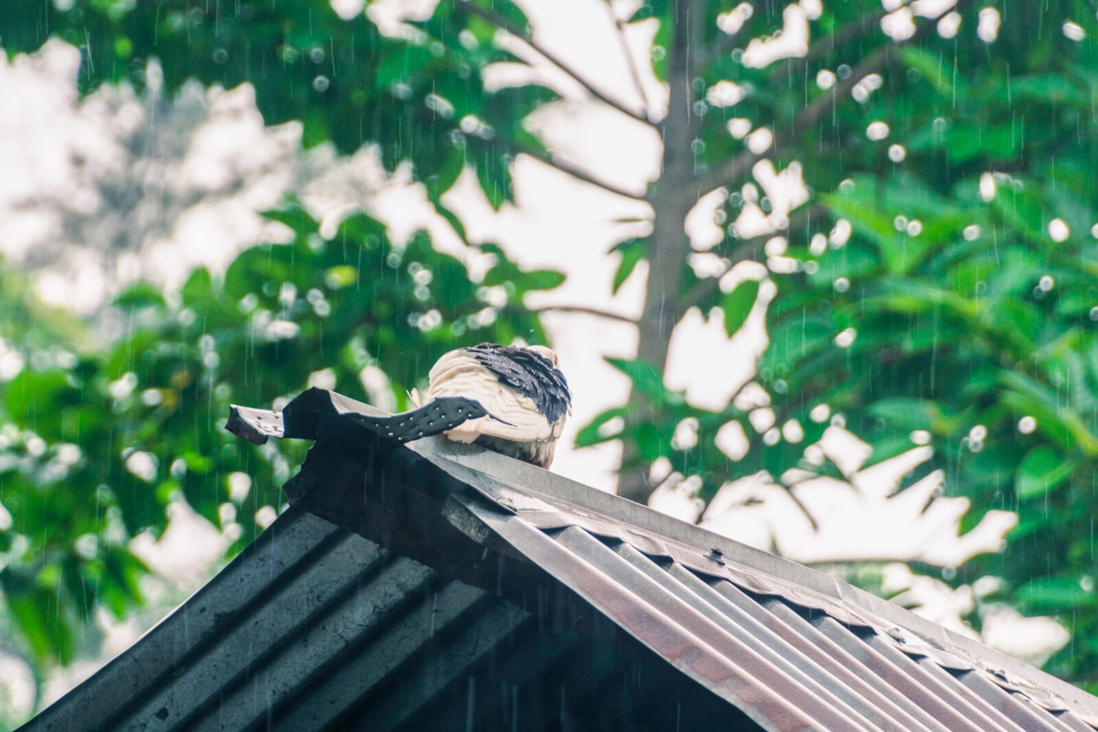 Nikon D5200 sample photo. Rain, raindrop, pigeon photography