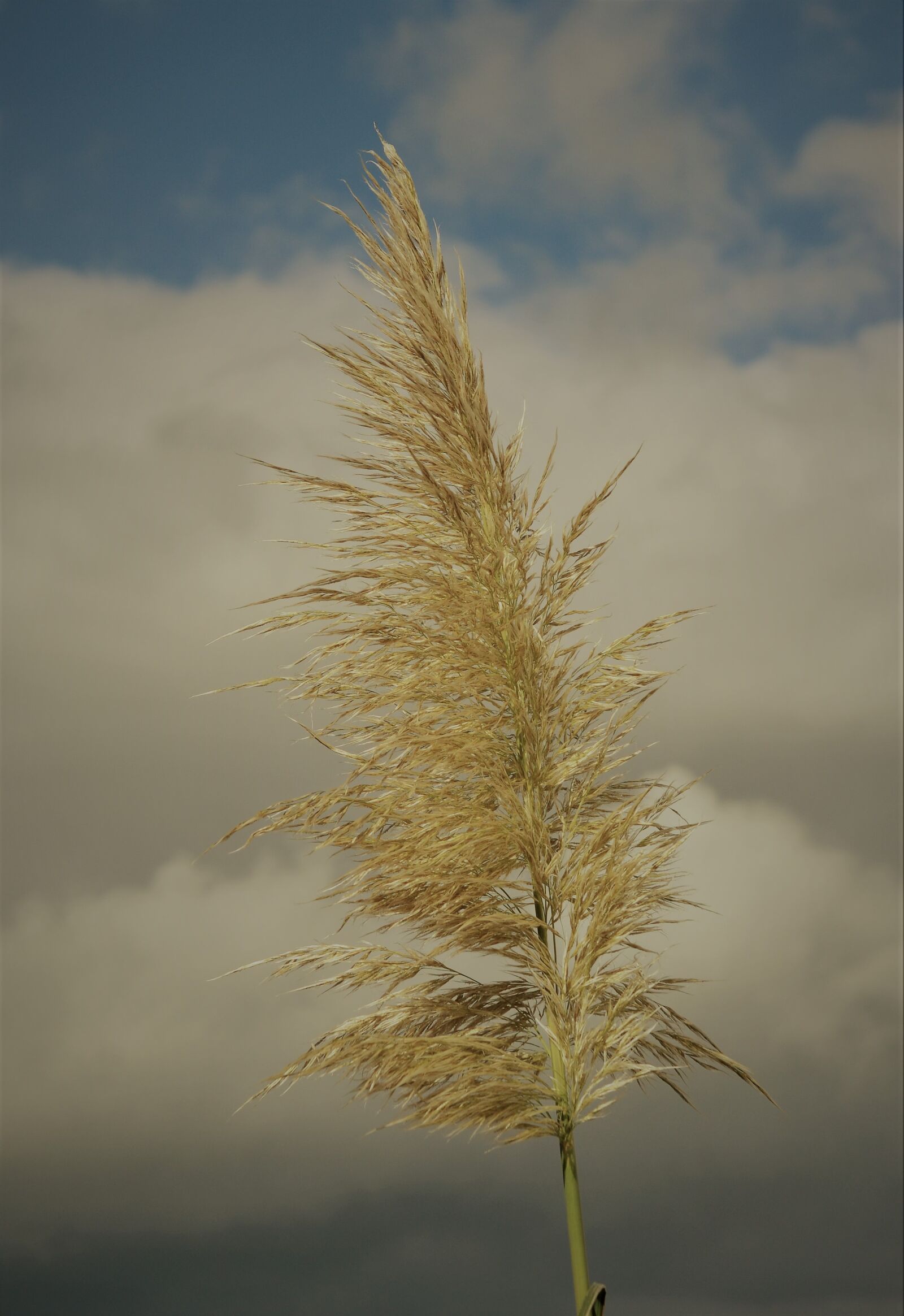 Nikon D3100 sample photo. Blossom, bloom, plant photography