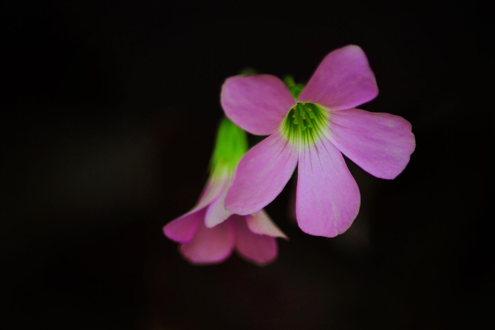 Canon EOS 600D (Rebel EOS T3i / EOS Kiss X5) sample photo. Flower, purple, plant photography
