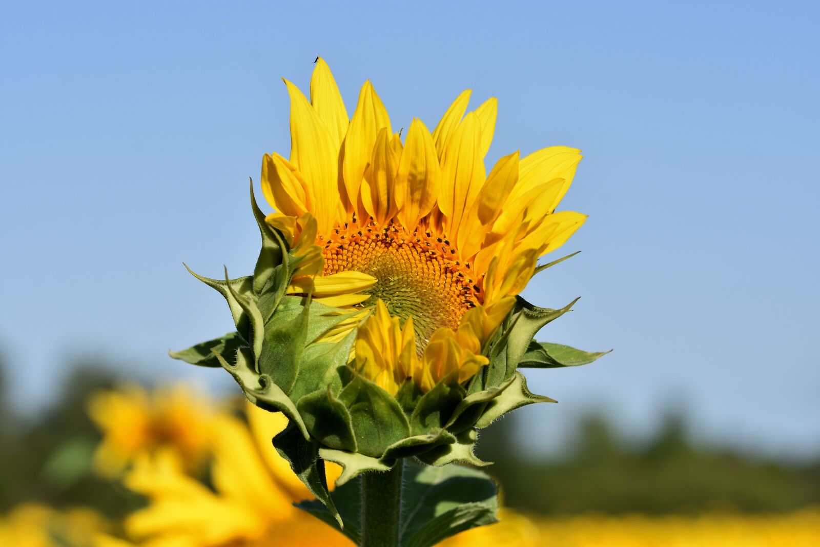 Nikon D7200 sample photo. Sunflower, flower, yellow flower photography