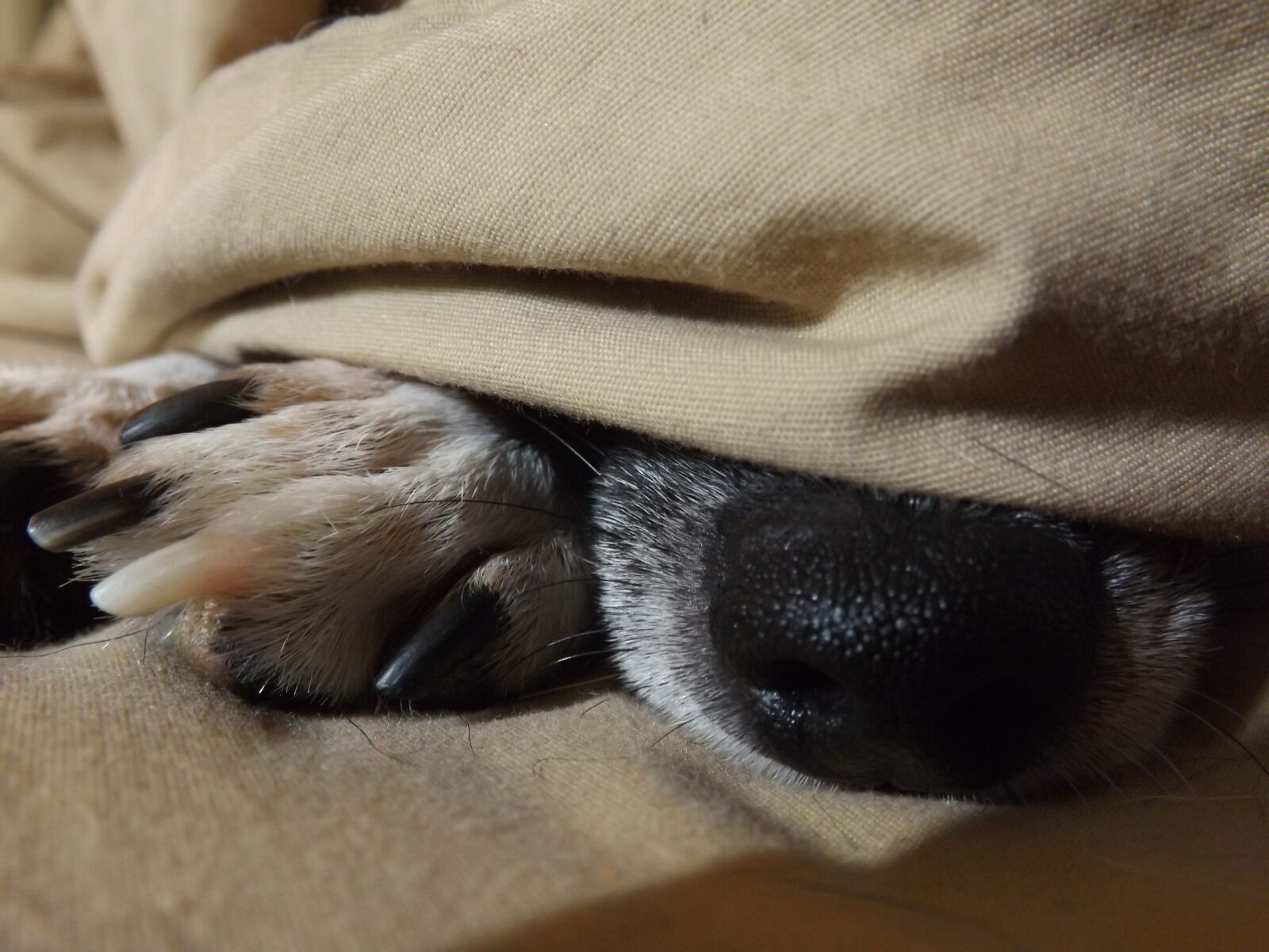 Fujifilm FinePix SL300 sample photo. Blanket, dog, puppy, sleeping photography