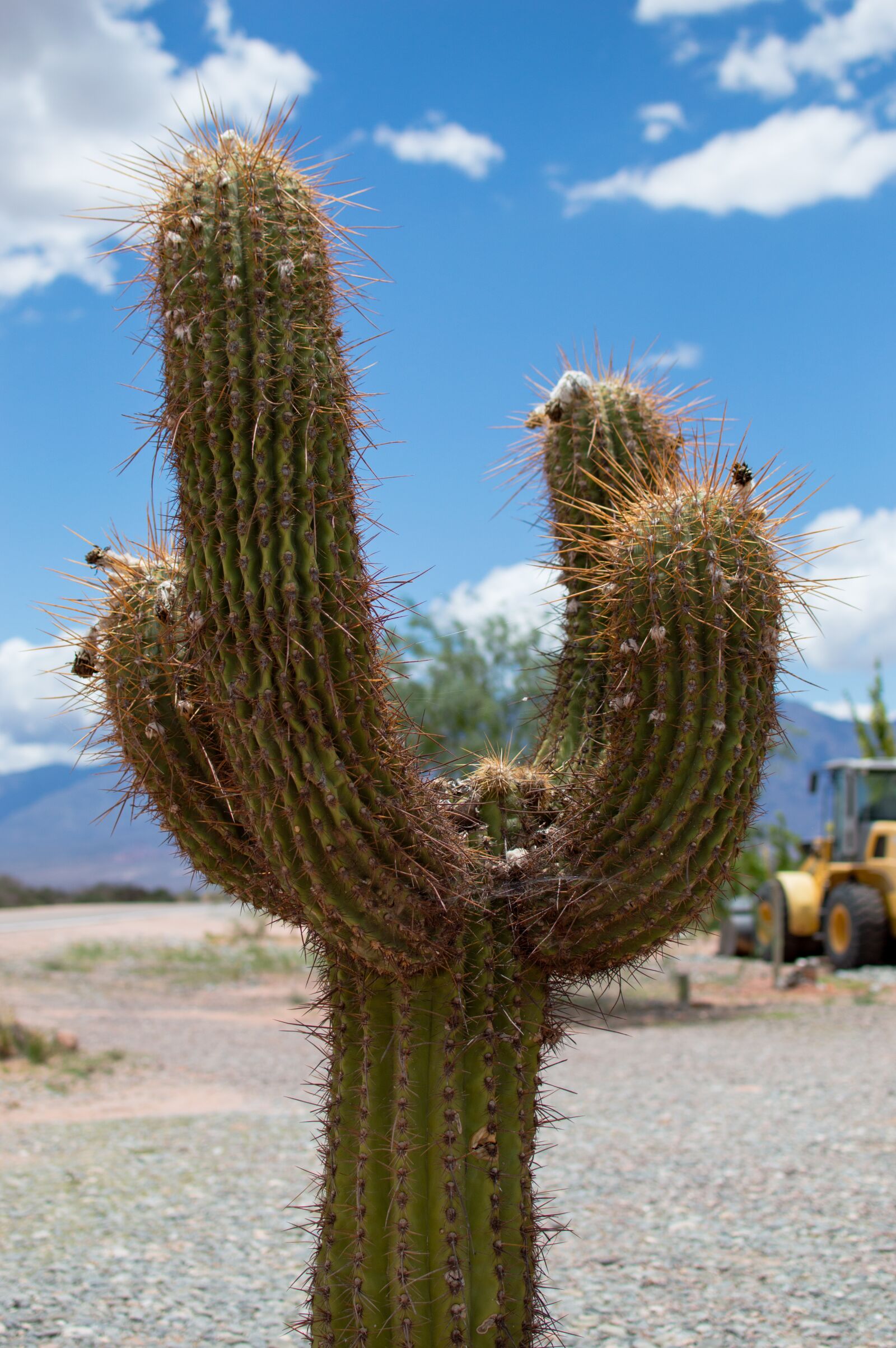 Nikon D3200 sample photo. Cactus, travel, salta photography