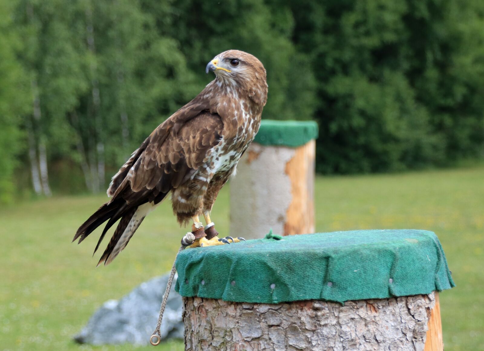Canon EOS 760D (EOS Rebel T6s / EOS 8000D) sample photo. Falcon, kestrel, falconry photography