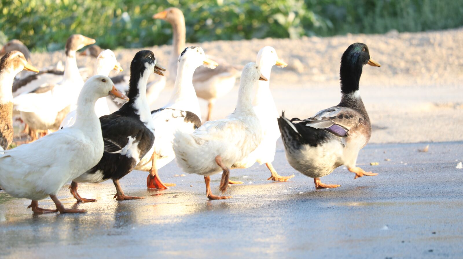 Canon EOS 750D (EOS Rebel T6i / EOS Kiss X8i) sample photo. Duck, goose, water photography