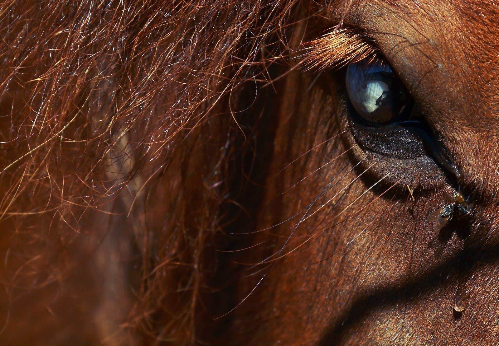 Canon EF-S 17-85mm F4-5.6 IS USM sample photo. Horse, pony, animals photography