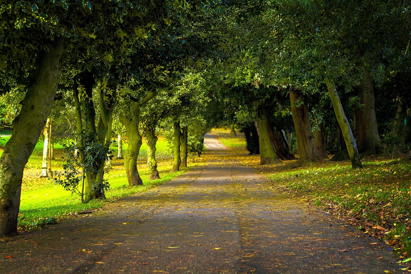 Canon EOS 1100D (EOS Rebel T3 / EOS Kiss X50) + Canon EF 50mm F1.8 II sample photo. Trees, wood, nature photography