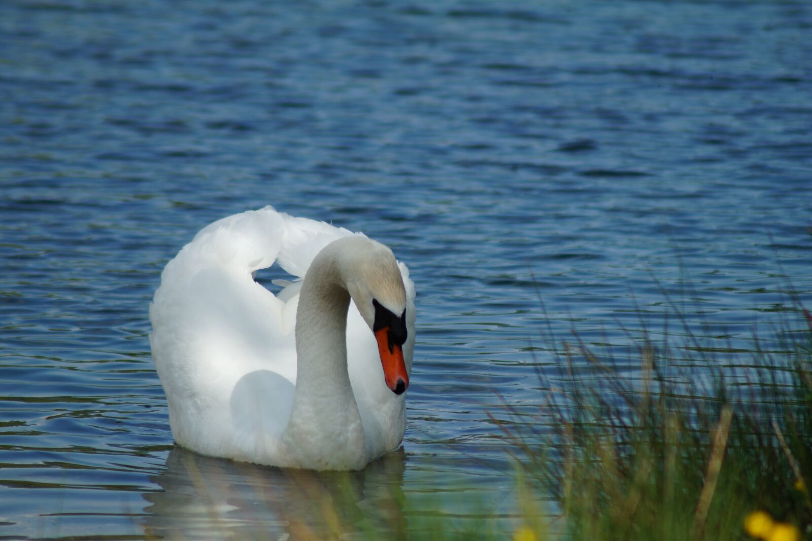 Sony SLT-A58 sample photo. Swan, nature, water photography