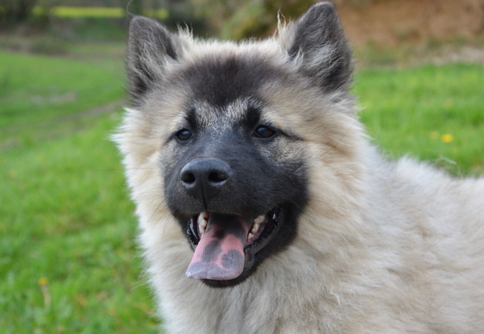 Nikon D5200 sample photo. Dog, bitch nova, dog photography