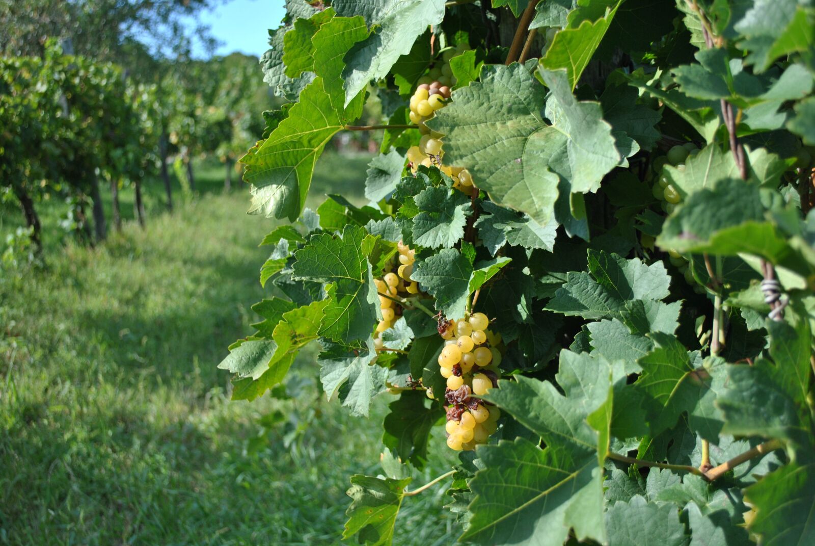 Nikon D3000 sample photo. Vintage, grape, grape leaves photography