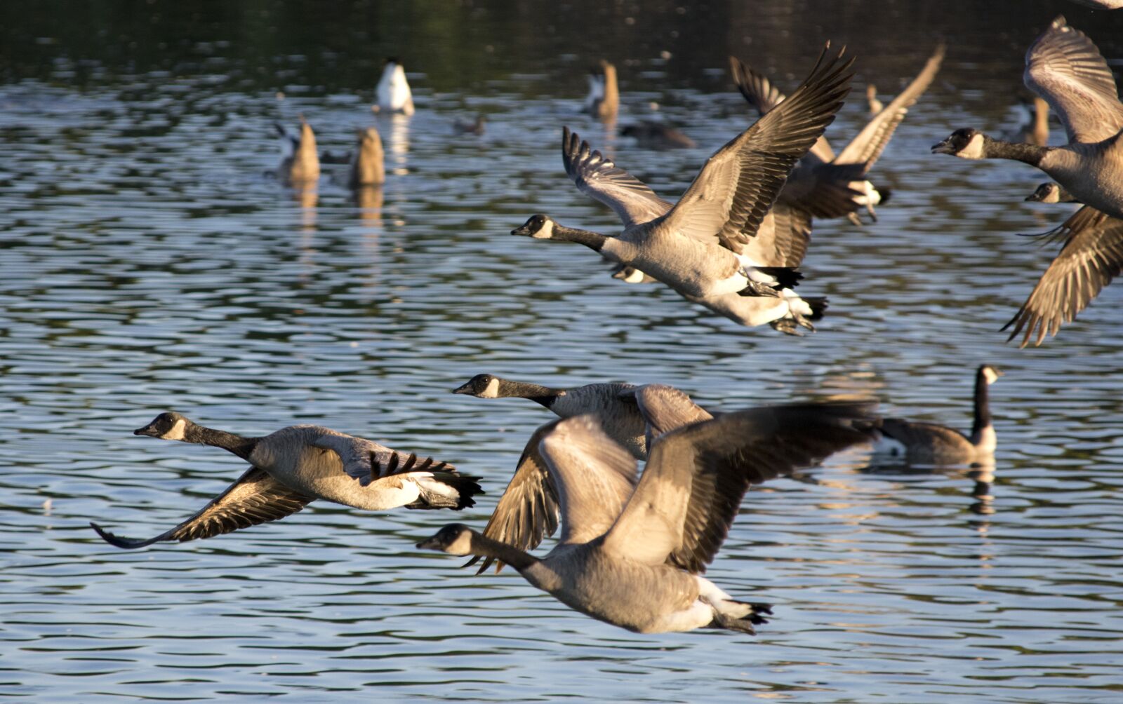 Nikon D3400 sample photo. Geese, bird, waterfowl photography