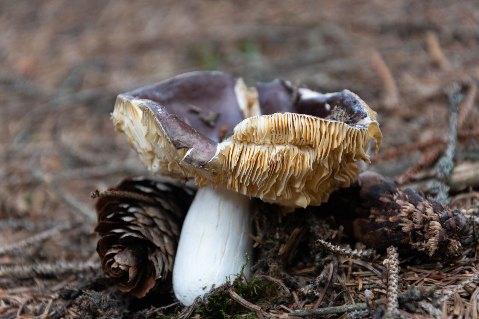 Nikon D3300 sample photo. Mushroom, forest, autumn photography
