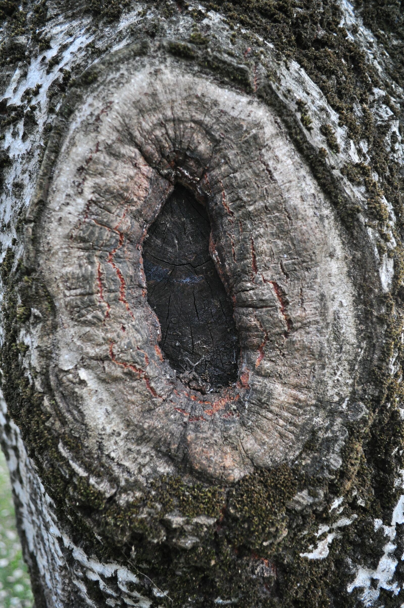 Nikon D5000 sample photo. Node, wood, nature photography
