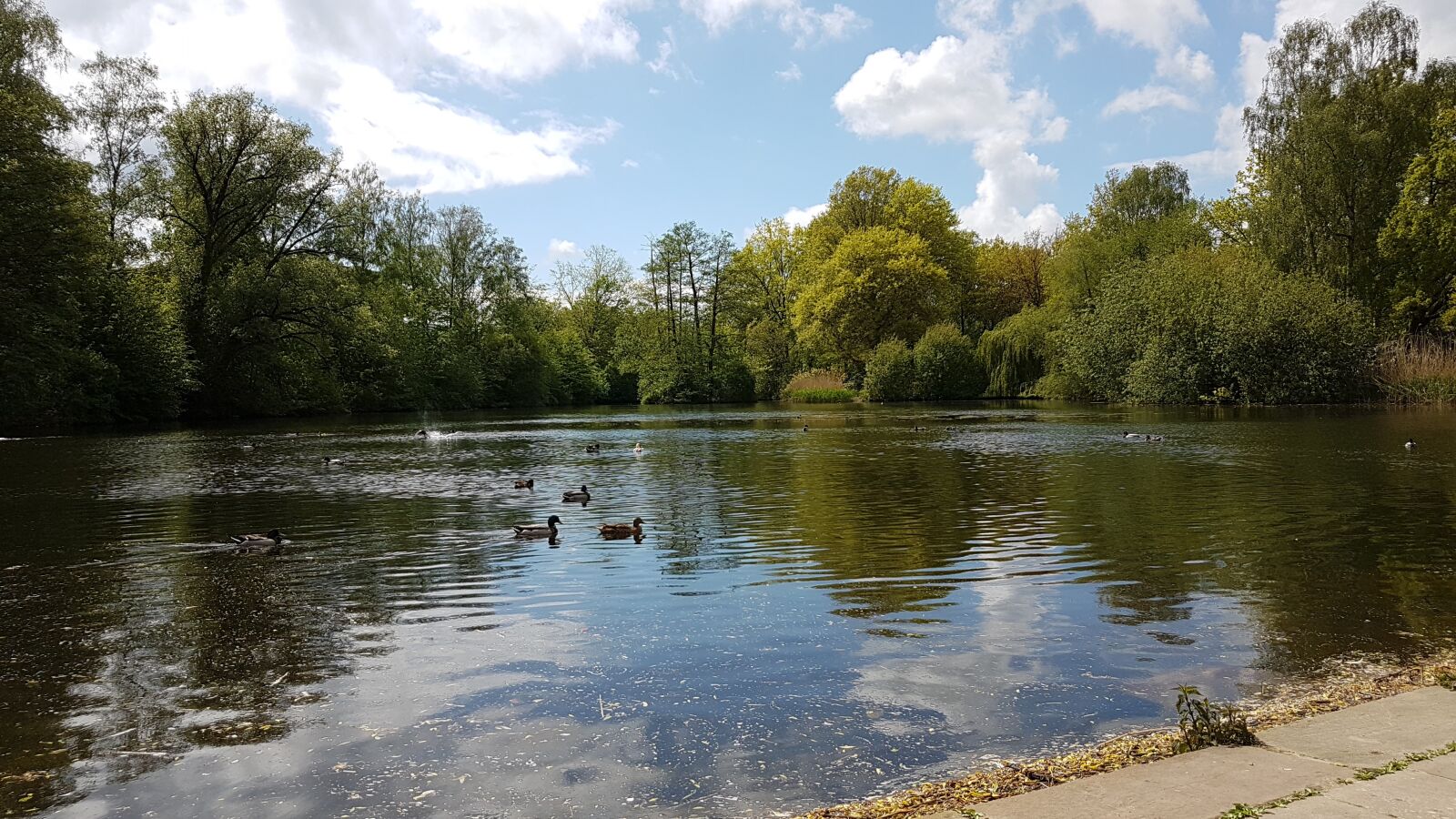 Samsung Galaxy S7 sample photo. Pond, swannery, city park photography