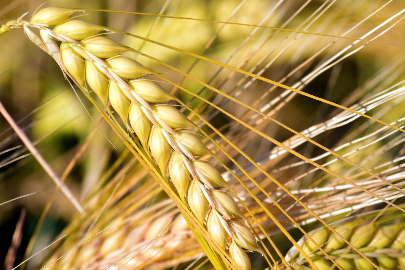 Nikon D3300 sample photo. Cereals, cornfield, field photography