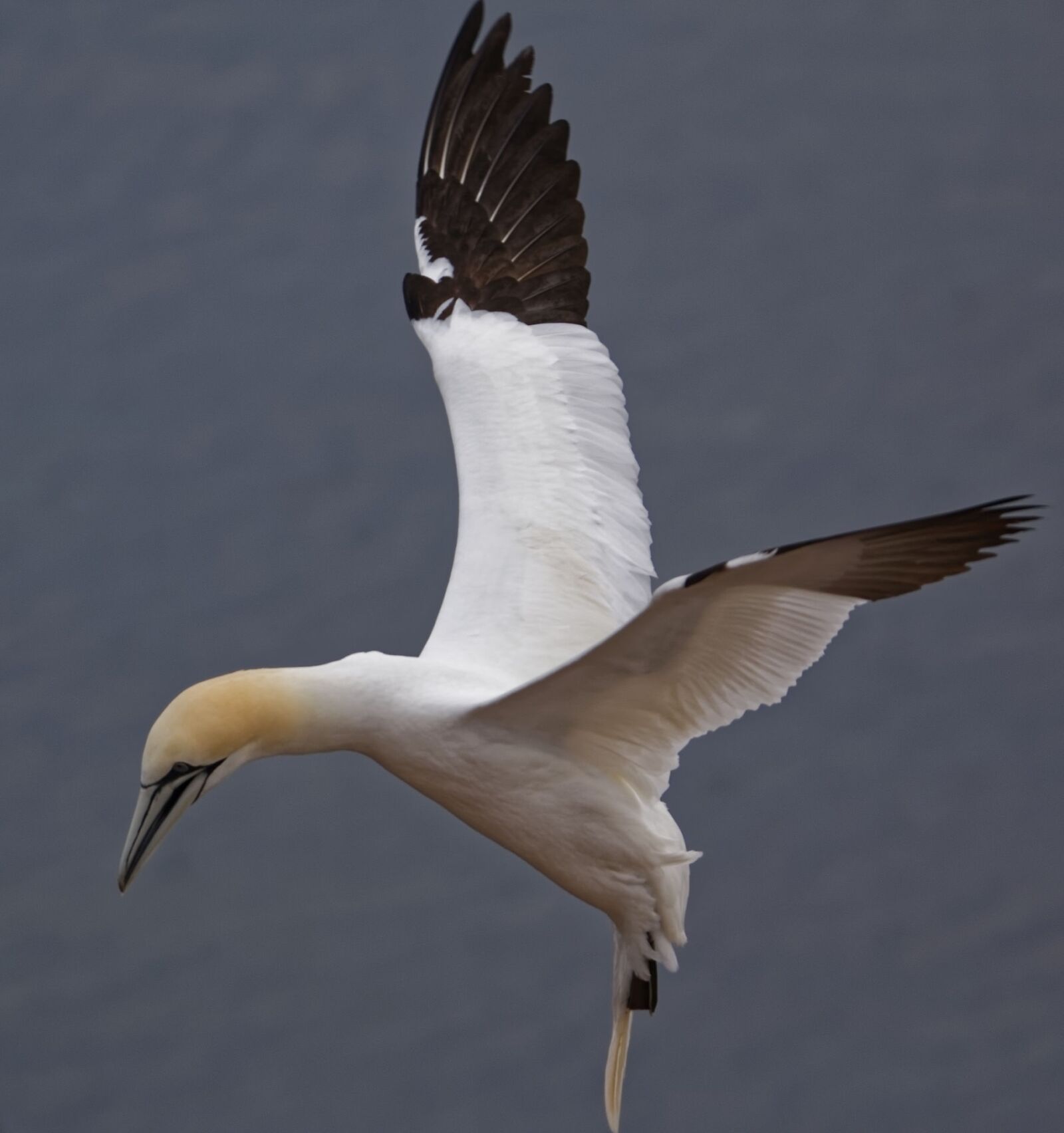 Canon EOS 70D + Tamron SP 150-600mm F5-6.3 Di VC USD sample photo. Bird, animal world, nature photography