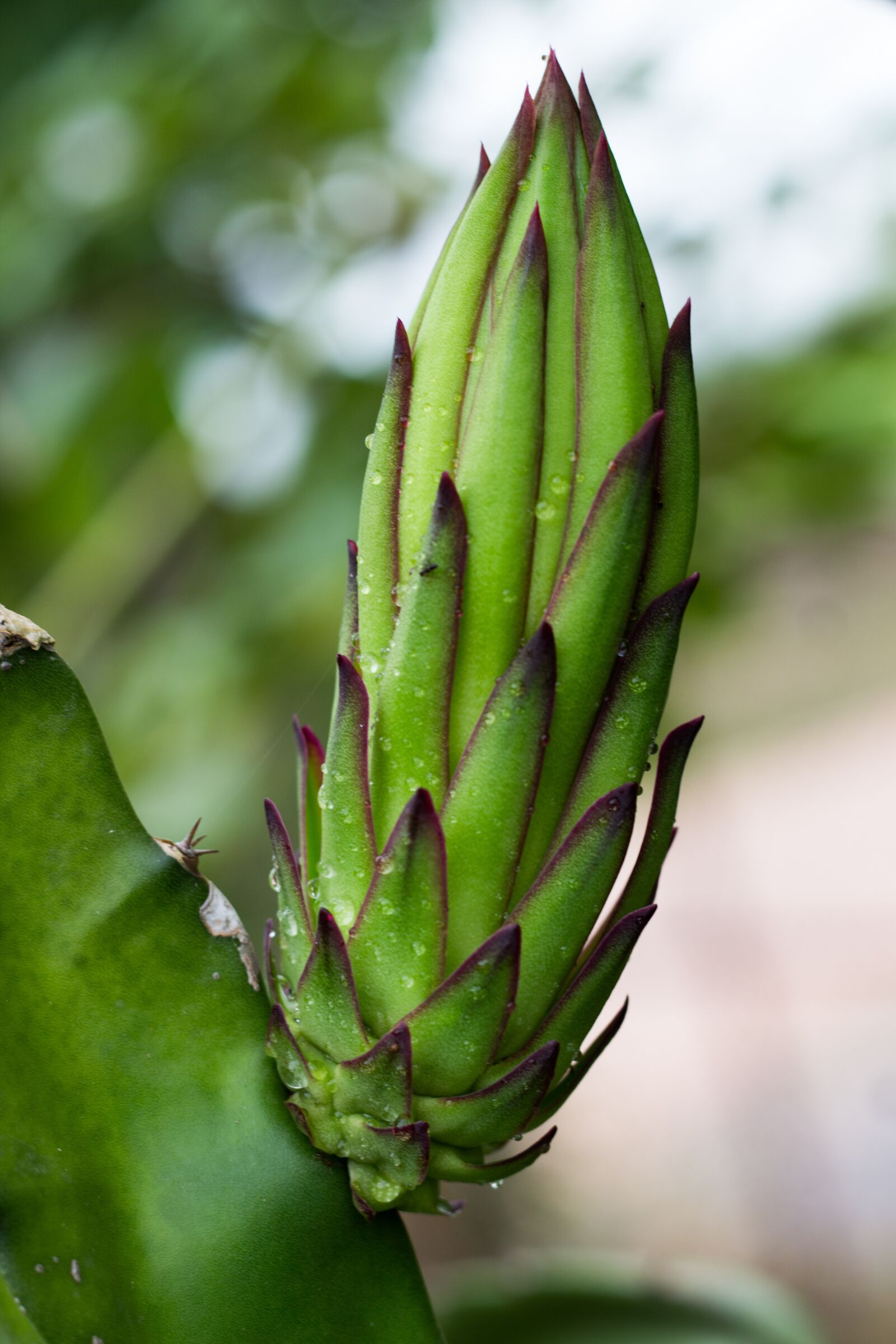 Canon EOS 700D (EOS Rebel T5i / EOS Kiss X7i) + Canon EF 50mm F1.8 STM sample photo. Dragon fruit, asia, fruit photography