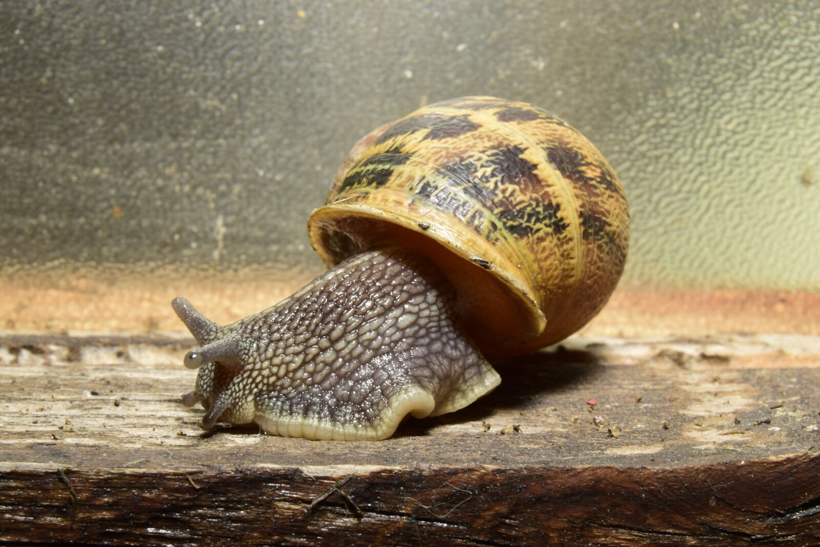 Nikon D5300 sample photo. Snail, clam, shell photography
