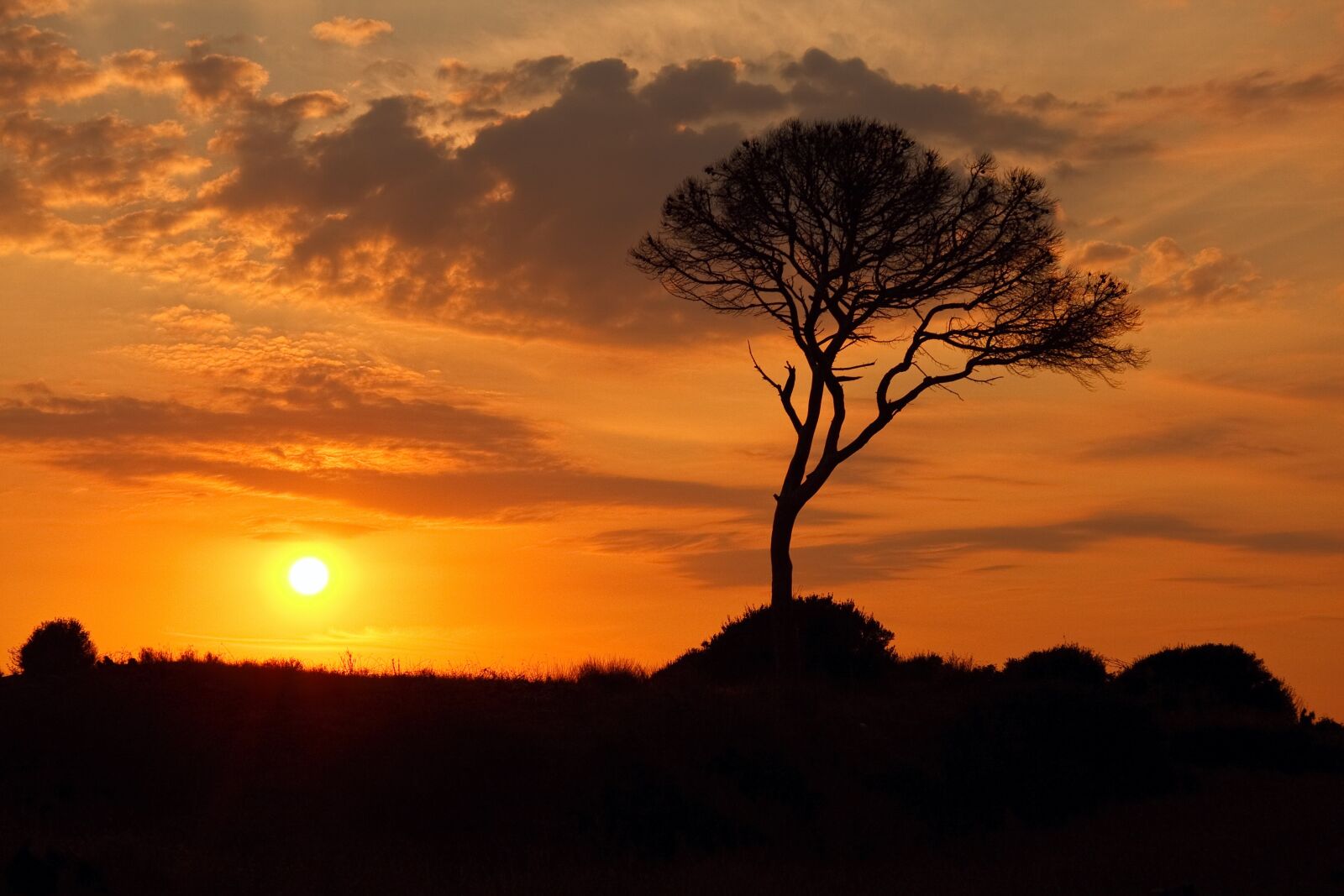 Canon EOS 40D sample photo. Silhouette, tree, sun photography