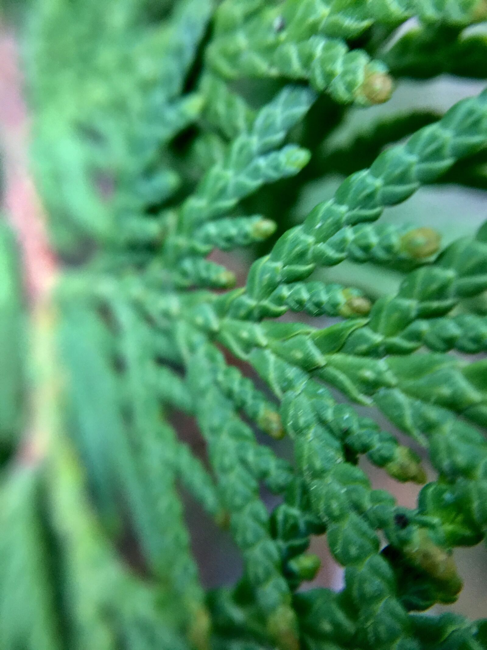 iPhone 6 Plus back camera 4.15mm f/2.2 sample photo. Cedar, leaves, green photography