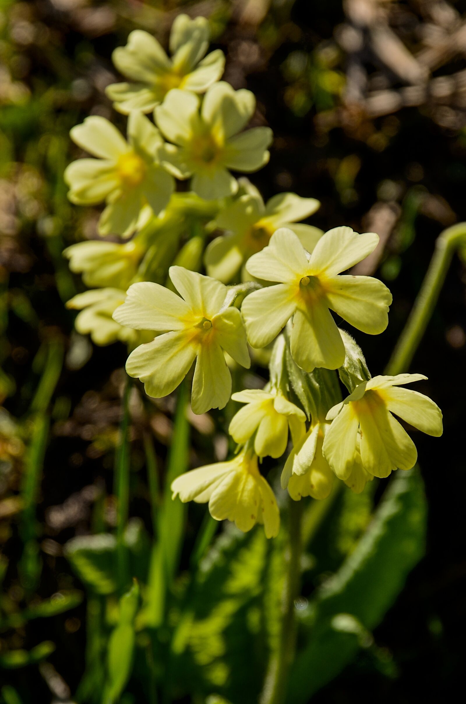 Nikon D7000 sample photo. Cowslip, yellow, pointed flower photography