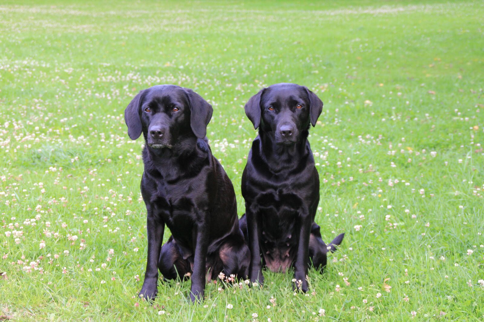 Canon EOS 550D (EOS Rebel T2i / EOS Kiss X4) sample photo. Labrador, gundog, retriever photography