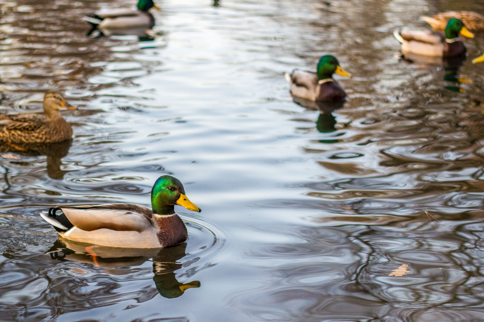 Canon EF 50mm F1.8 II sample photo