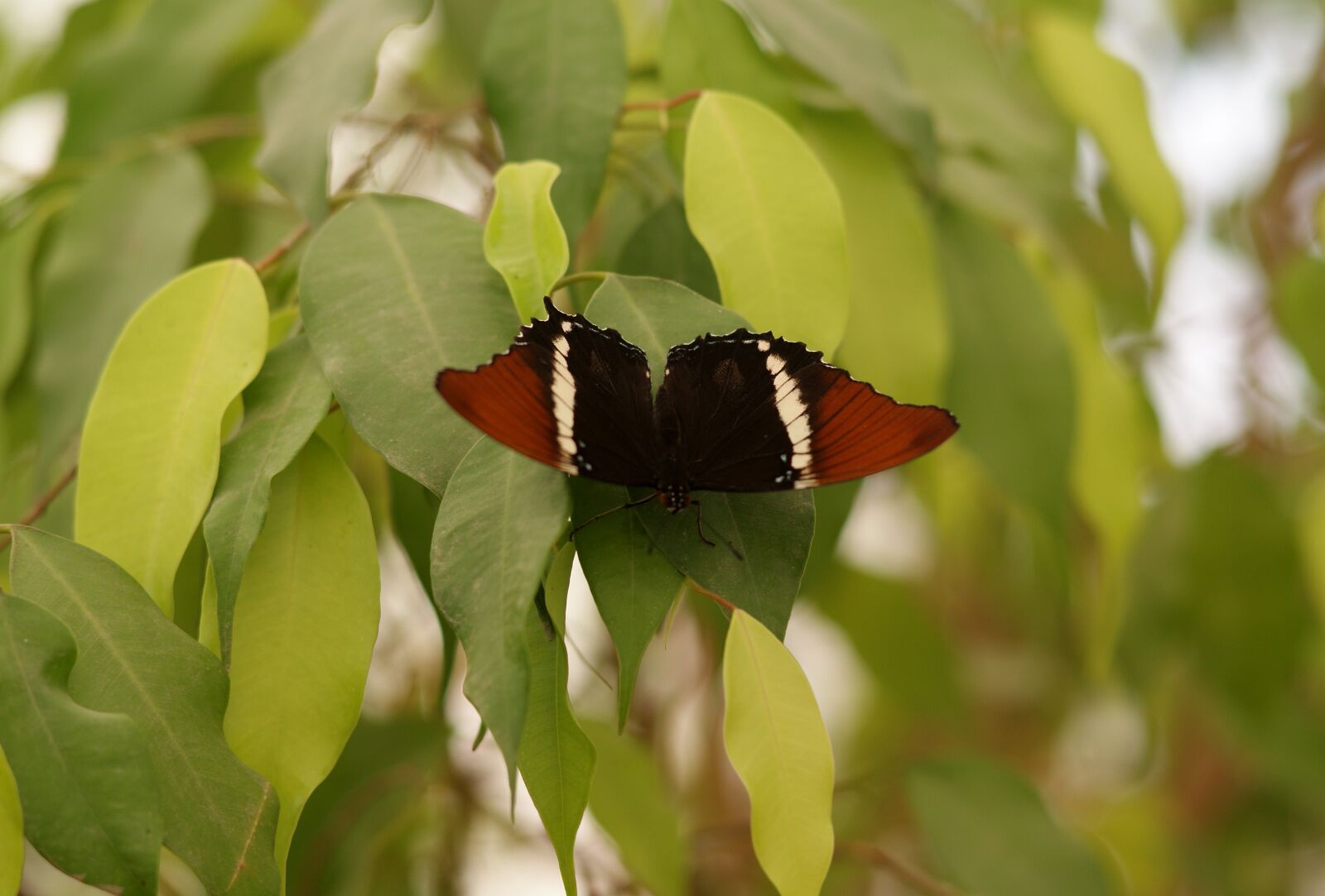 Sony Alpha DSLR-A300 sample photo. Butterfly, siproeta epaphus, south photography