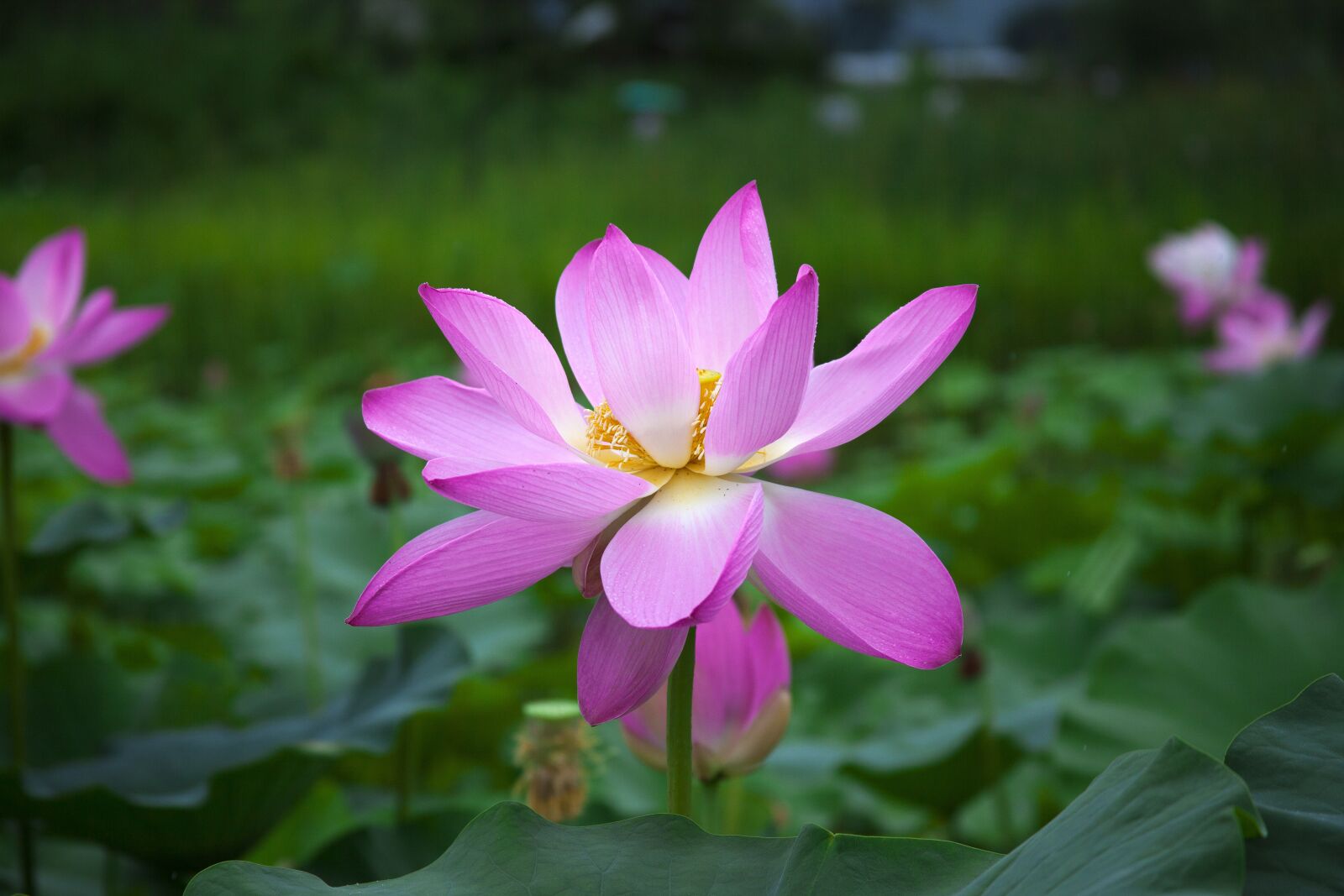 Canon EOS 5D Mark II + Canon EF 28-135mm F3.5-5.6 IS USM sample photo. Lotus, flowers, pond photography