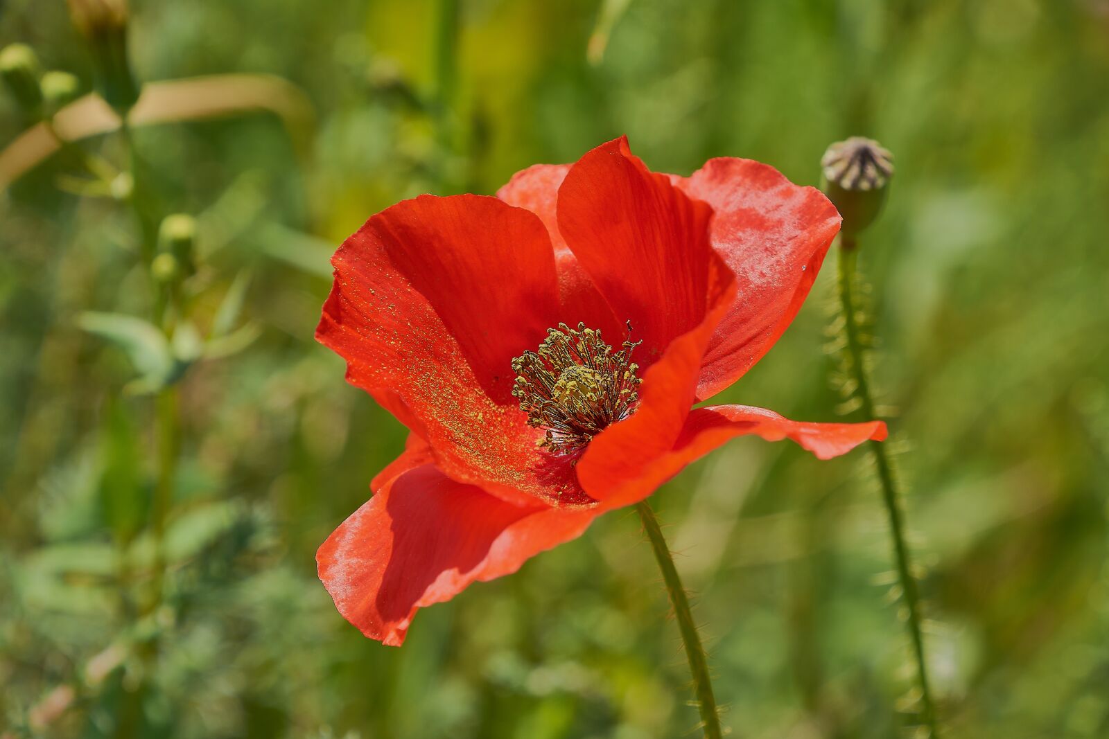 Nikon D7200 sample photo. Poppy, red, spring photography