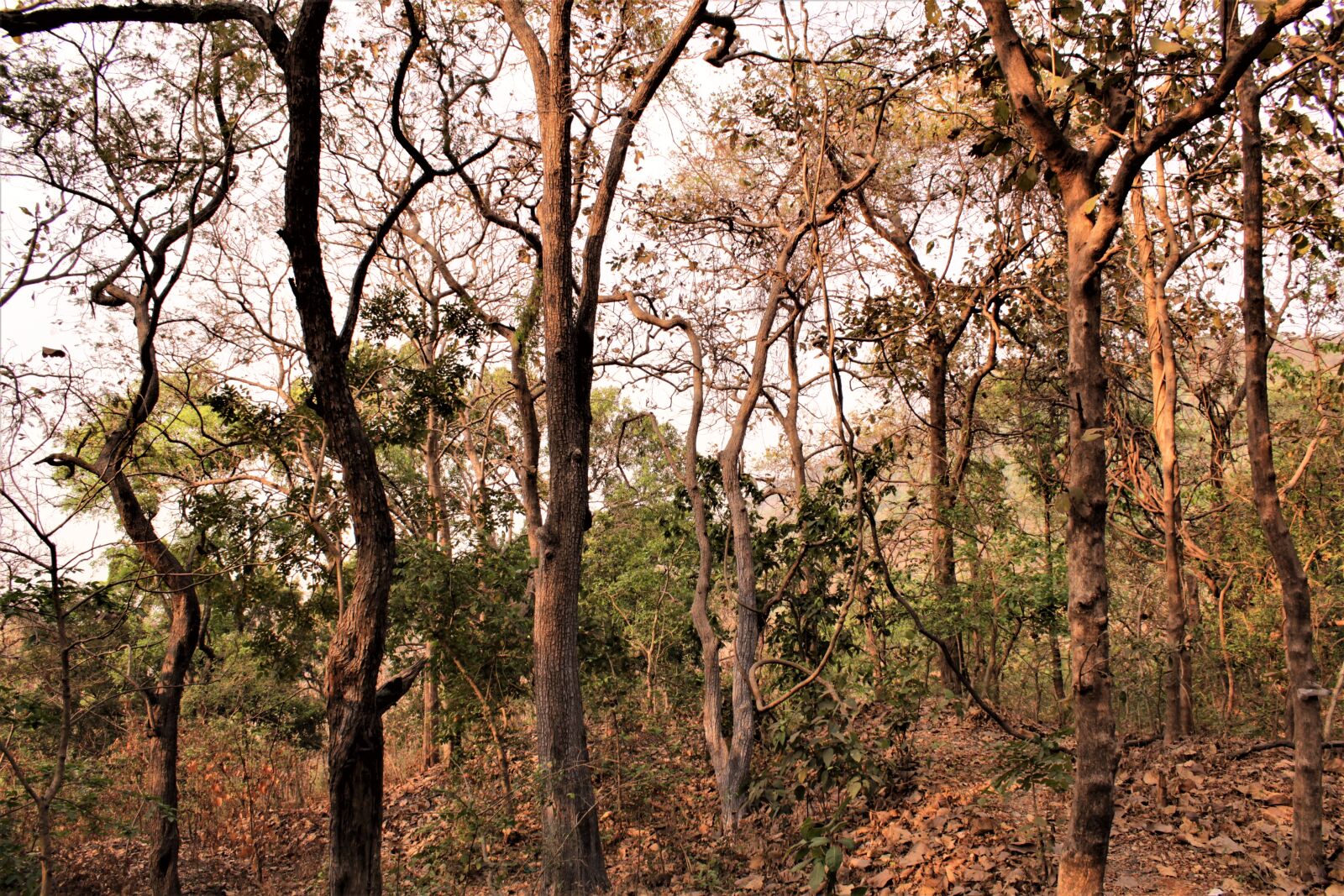 Canon EOS 1200D (EOS Rebel T5 / EOS Kiss X70 / EOS Hi) sample photo. Forest, nature, trees, wild photography