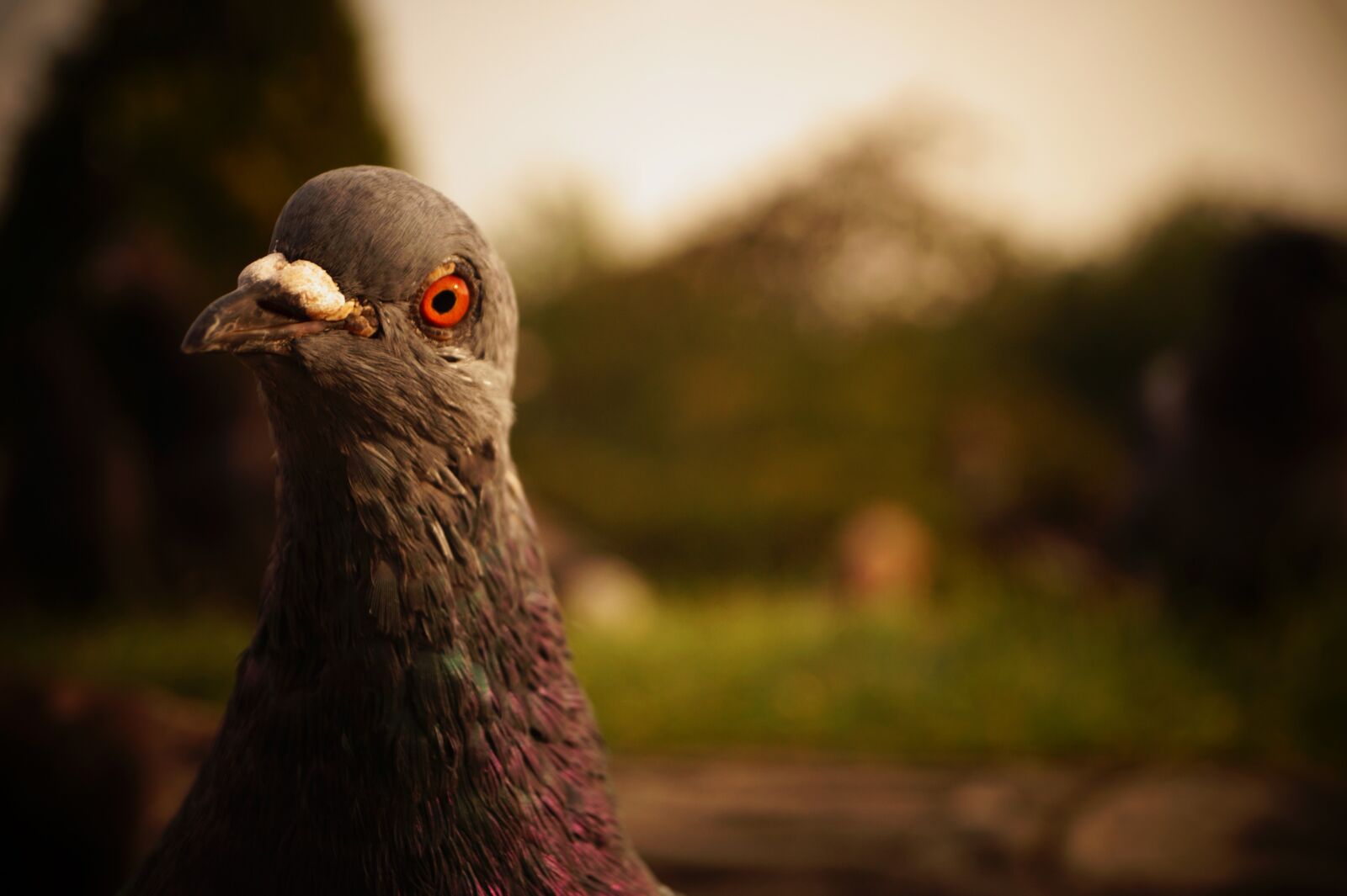 Sony DT 18-55mm F3.5-5.6 SAM II sample photo. Bird, dove, city pigeon photography